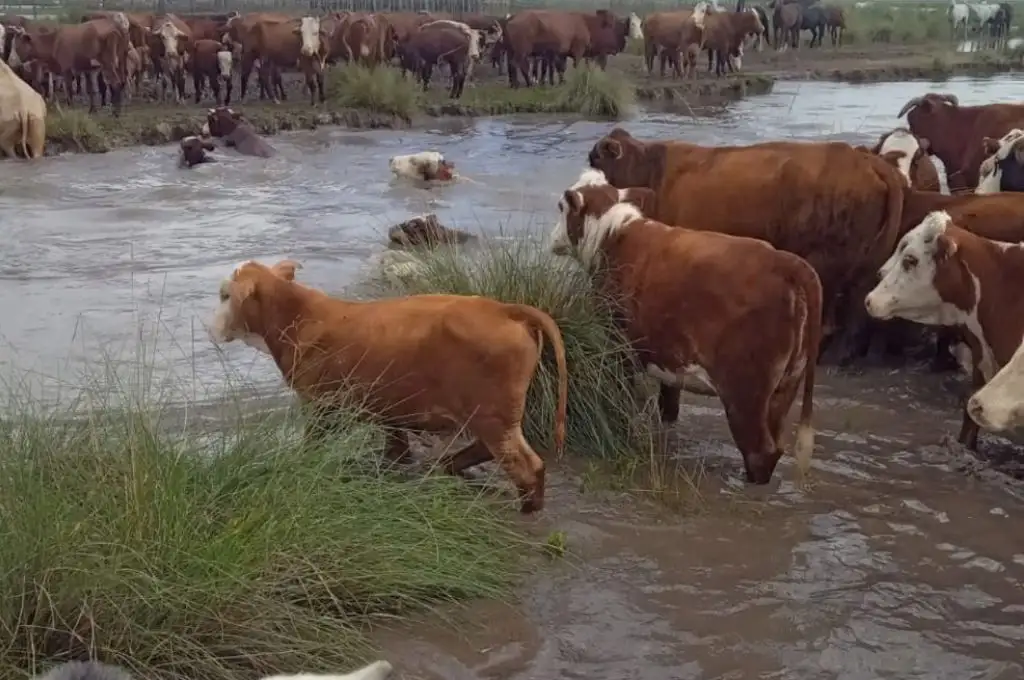 Productores afectados por excesos hídricos en el norte de Santa Fe tras intensas lluvias.