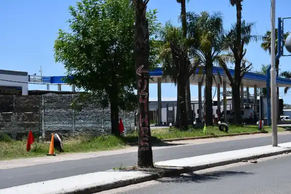 Vandalizaron palmeras con pintadas en el Bvard. Batalla de Cepeda