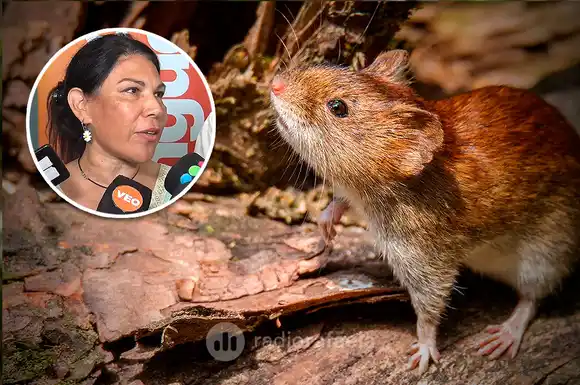 Llamado a la prevención: “El Hantavirus no tiene tratamiento específico, la clave es la prevención”