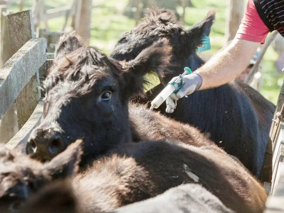 Senasa confirmó el calendario de vacunación contra aftosa y brucelosis, y promete un ahorro en aplicaciones