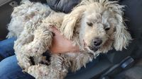 Murió el perro atropellado por el que pedian colaboraciones