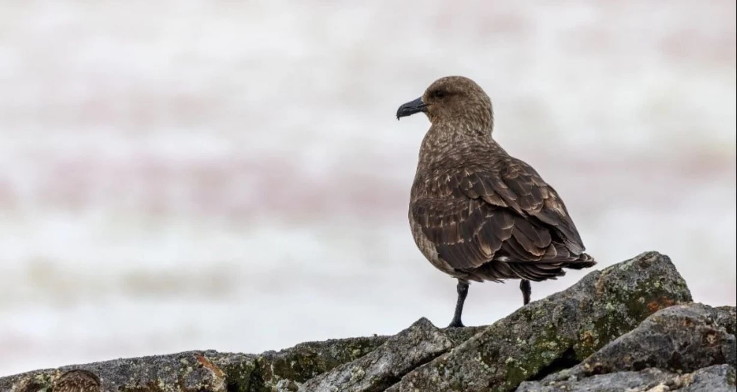 Skuas, escúas o págalos están emparentados con las gaviotas, las aves zancudas y las picotijera.