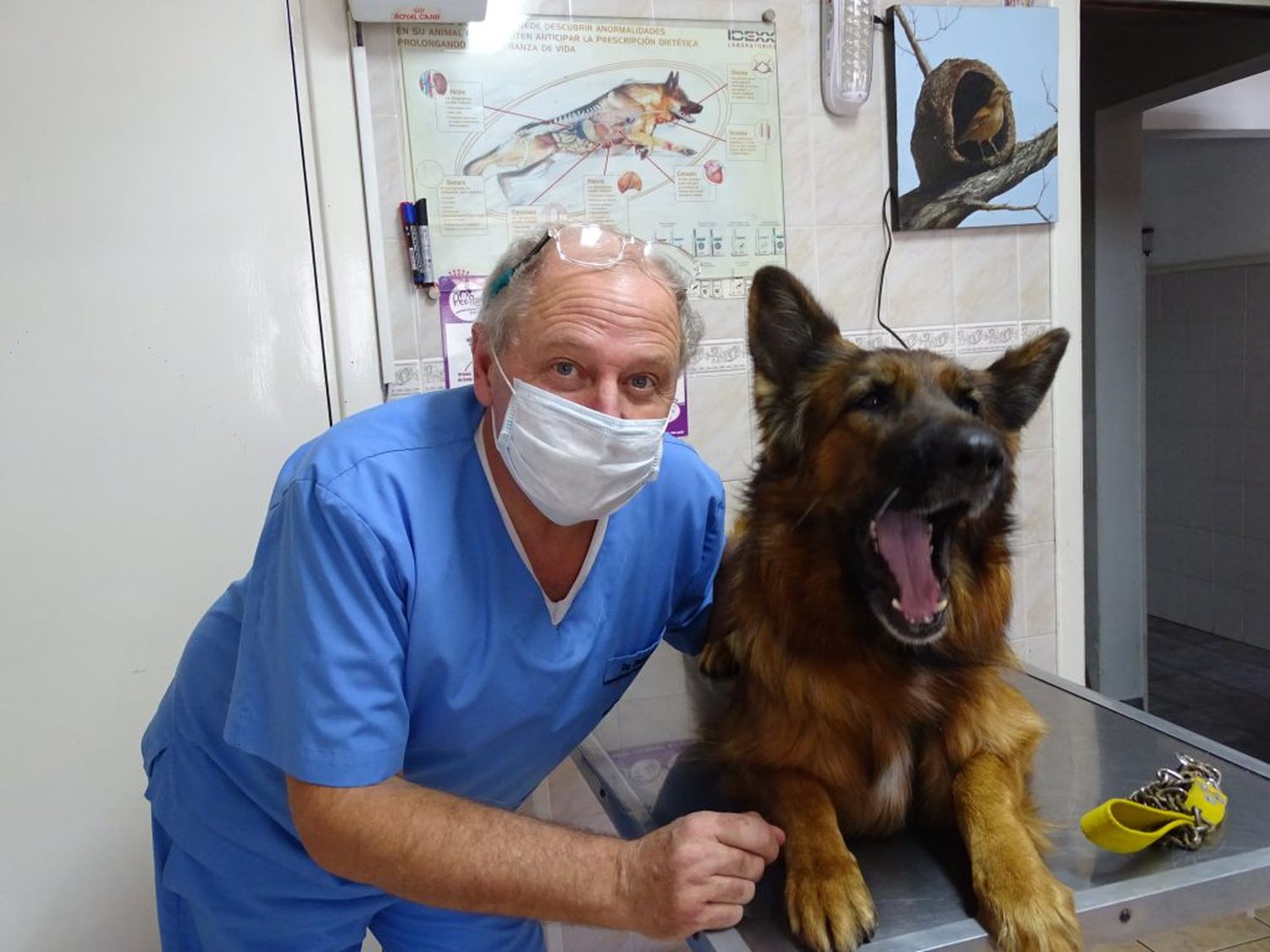Mascotas en cuarentena