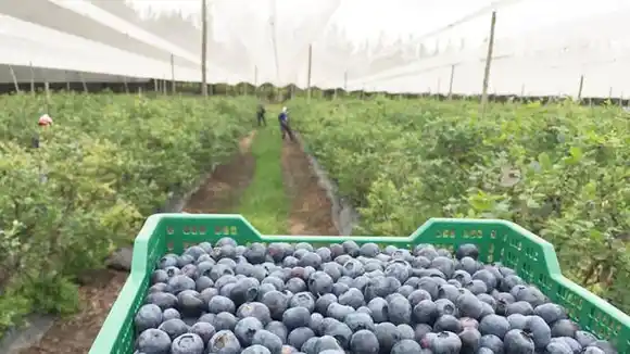Nuevos protocolos para el traslado de trabajadores  del arándano  
