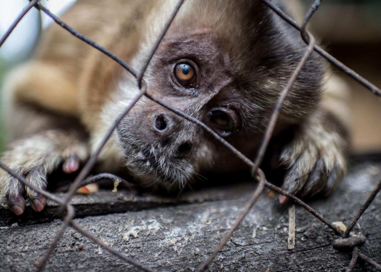 Alerta por tráfico ilegal de fauna silvestre en Colombia