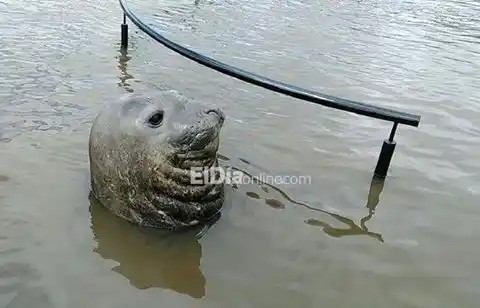 Video: Otro elefante marino apareció en la costa entrerriana