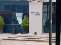 La emotiva historia del perro que espera en el Sanatorio a su dueña internada hace 10 días