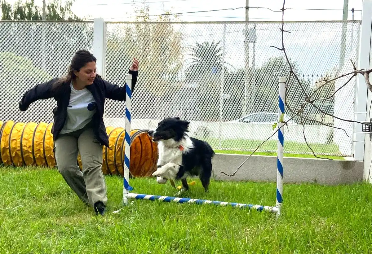 Aceituna en acción junto a su dueña Camila Albariño