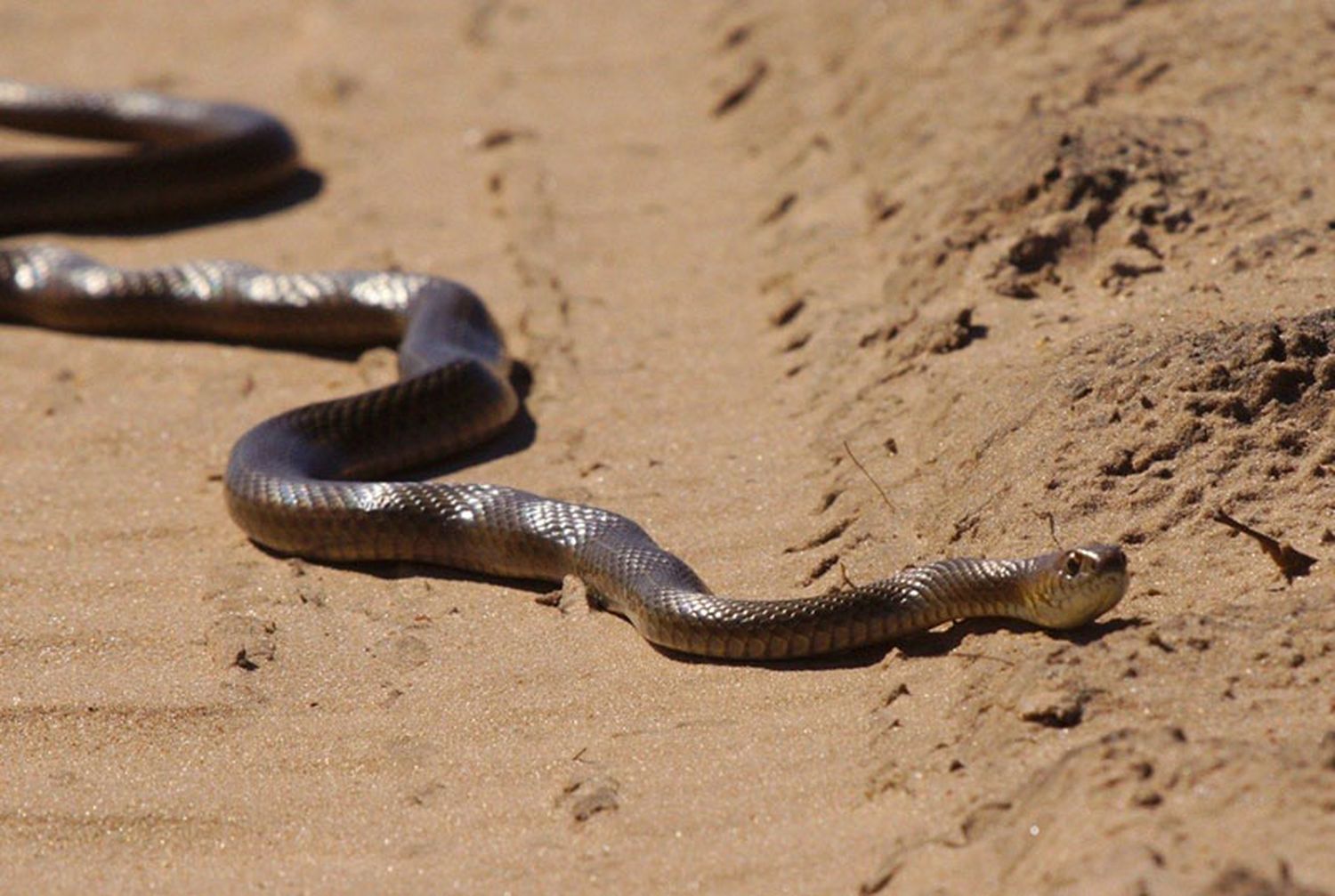 Serpientes: una especie no muy abundante en la zona