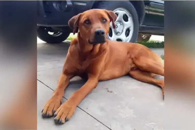 General Ramírez: denunciaron el asesinato a escopetazos de "Tanque", el perro comunitario