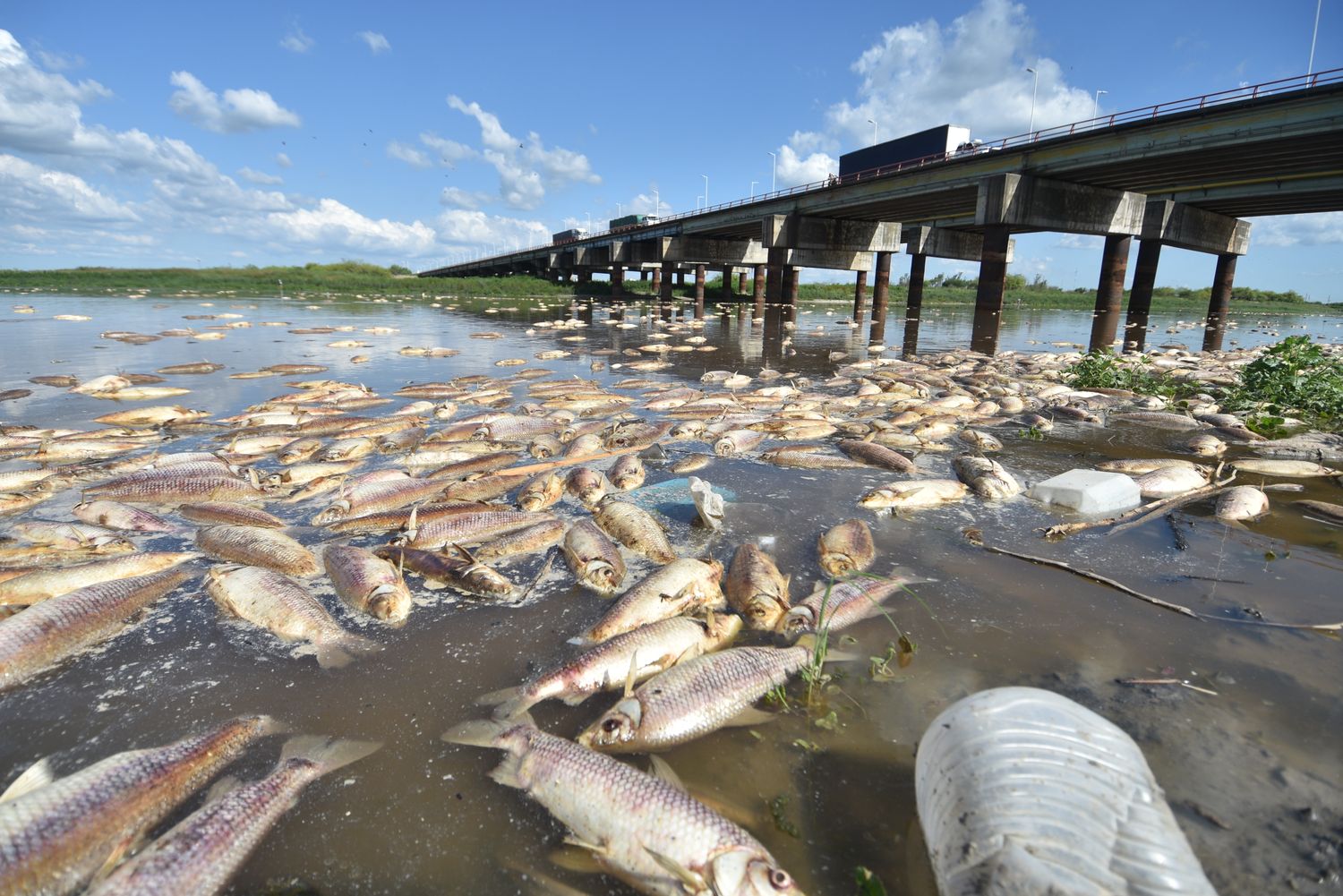 Hallaron gran carga orgánica en las muestras del río Salado