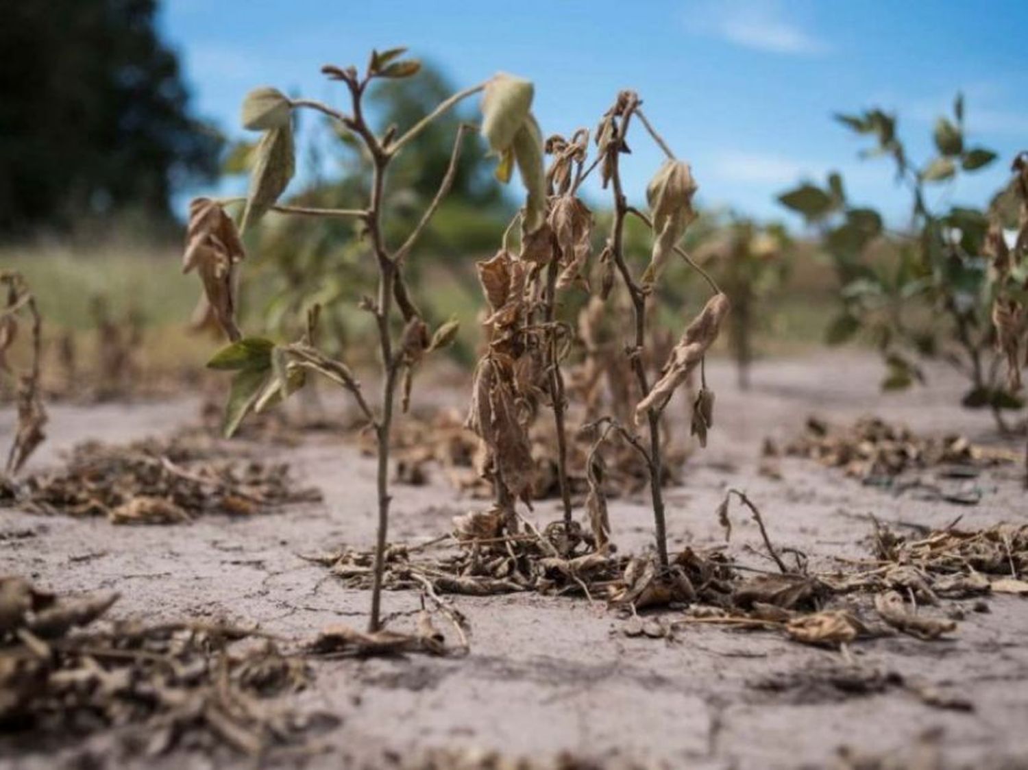 Entre Ríos: solicitan la emergencia agropecuaria en tres departamentos