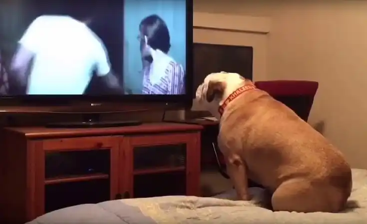 Video: La sorprendente reacción de un perro al ver una película de terror