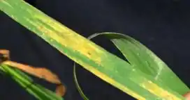 Royas y manchas alarman a la cosecha de trigo en Entre Ríos