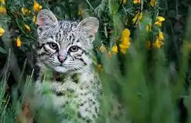 Gato único en el mundo es descubierto en Nariño