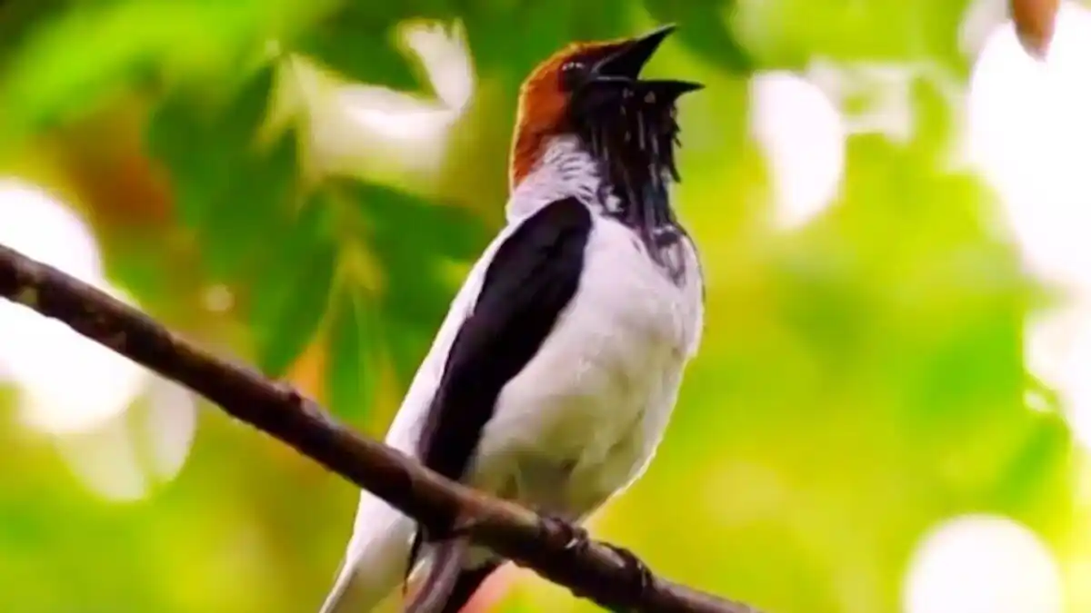 Reapareció el Campanero barbado tras 80 años desaparecido