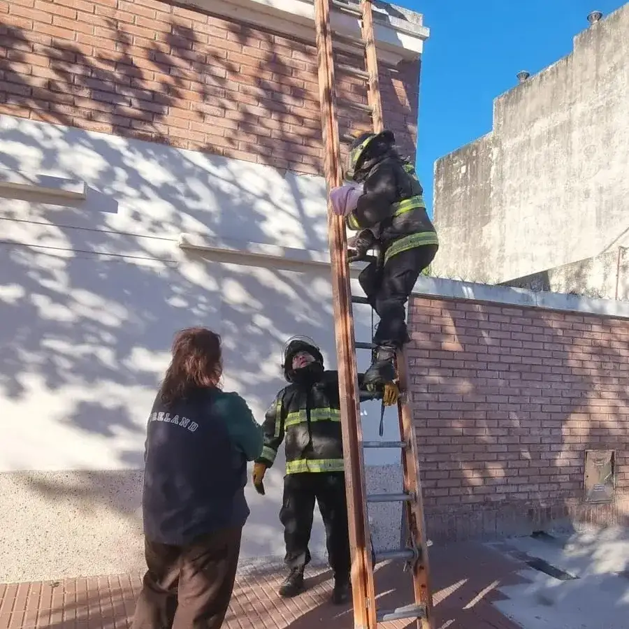 rescate de gato - 3
