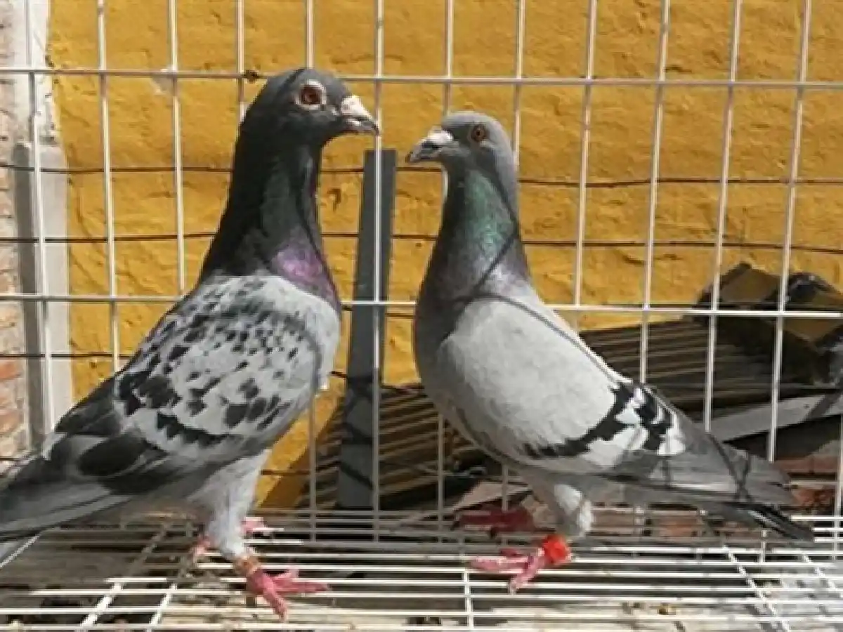 El Carcamán se quedó con la novena de pichones