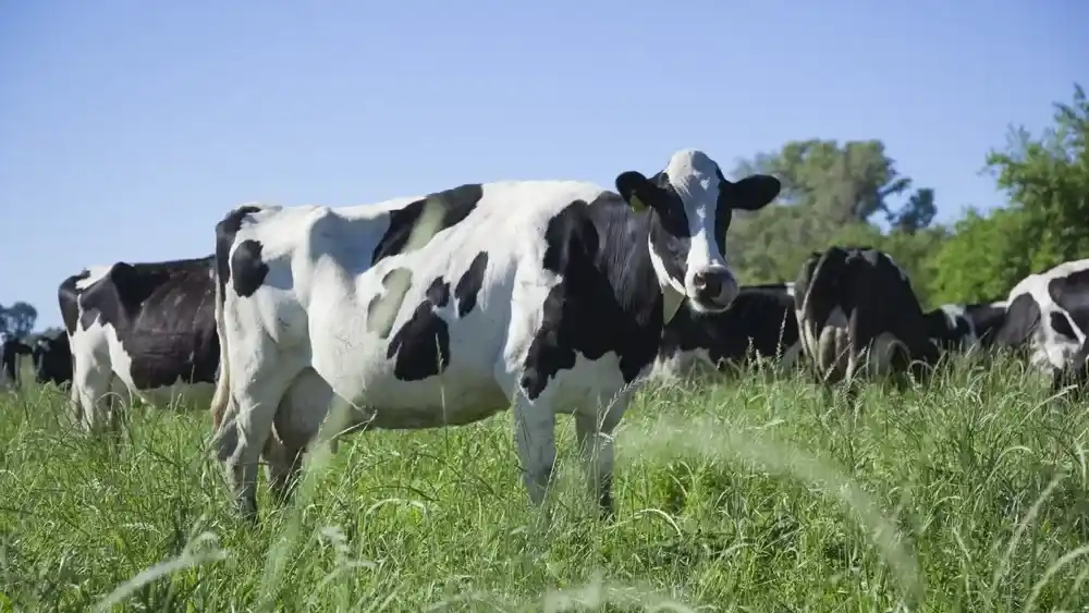 La producción de leche crece, pero cada vez hay menos tambos