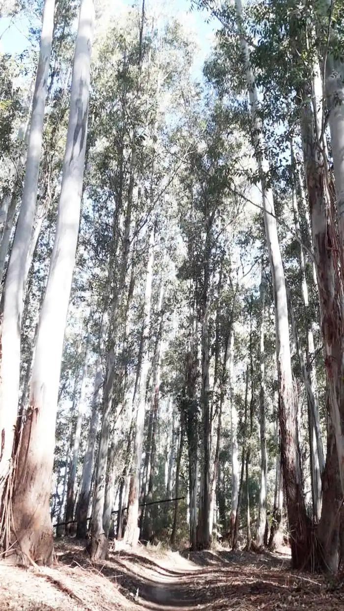 La Secretaría de Ambiente de  la provincia acompaña a la CODESAL en trabajos para eliminar residuos forestales