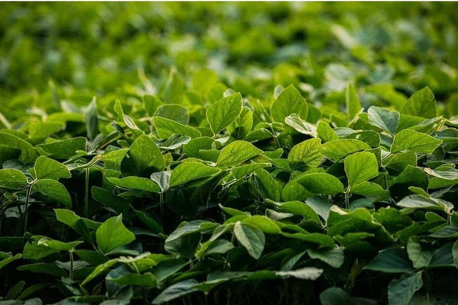 Lluvias de febrero impulsan la producción de soja en Argentina