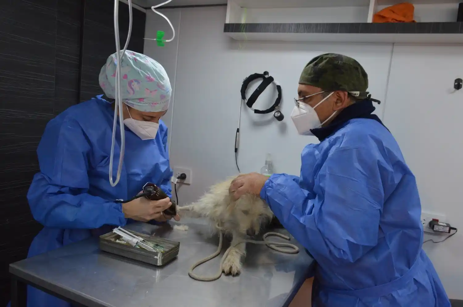 Exitosa puesta en marcha del servicio para los animales