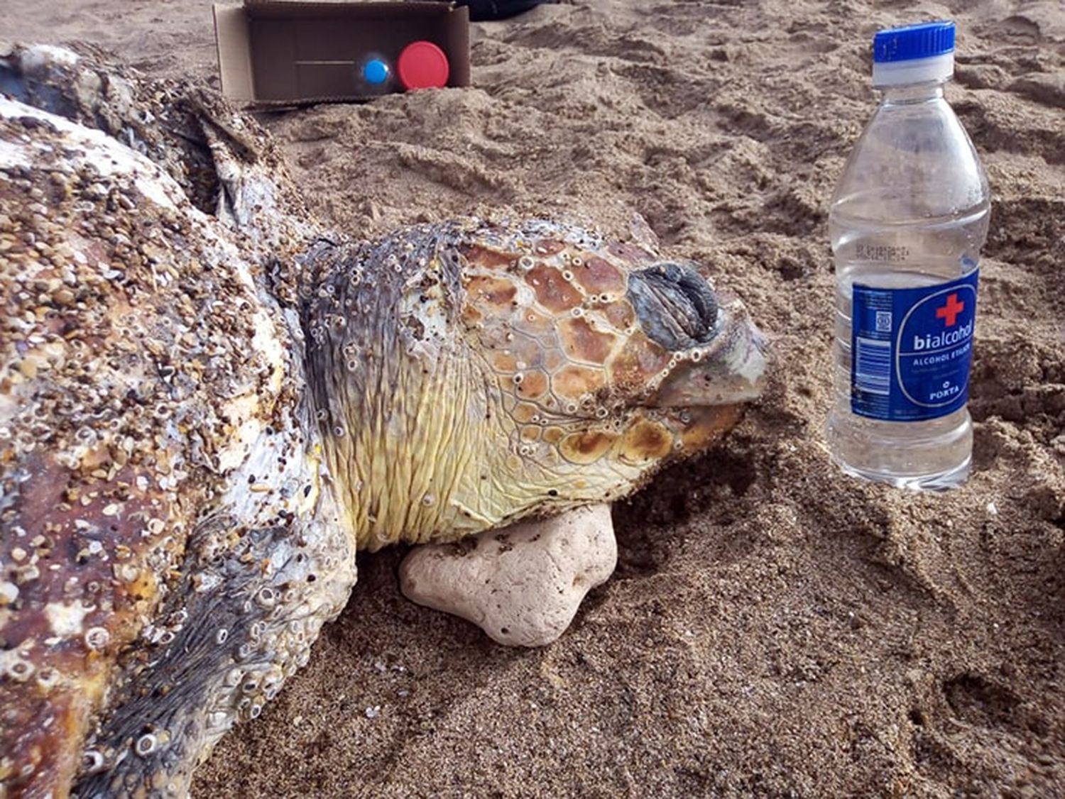 Una tortuga marina en Quequén