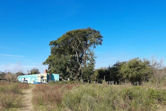 Vecinos de calle Laprida piden ayuda para cortar dos árboles que ponen en peligro líneas de alta tensión
