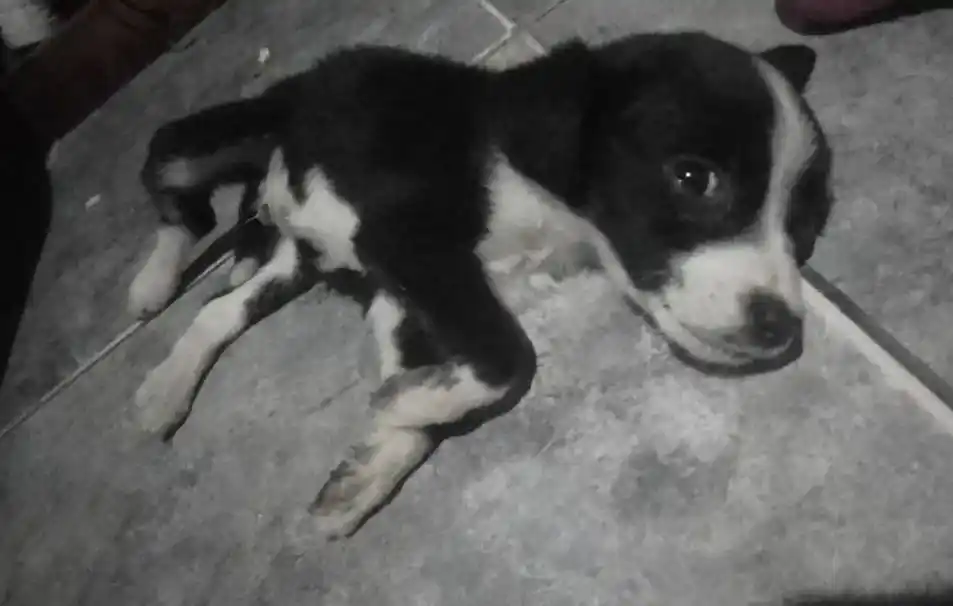 Mascotandil solicita colaboración para continuar con sus tareas de rescate animal