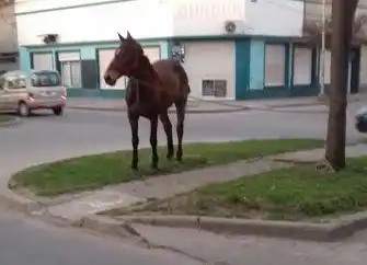 Lobería: "Remolcarán" animales sueltos y cobrarán multa a sus dueños