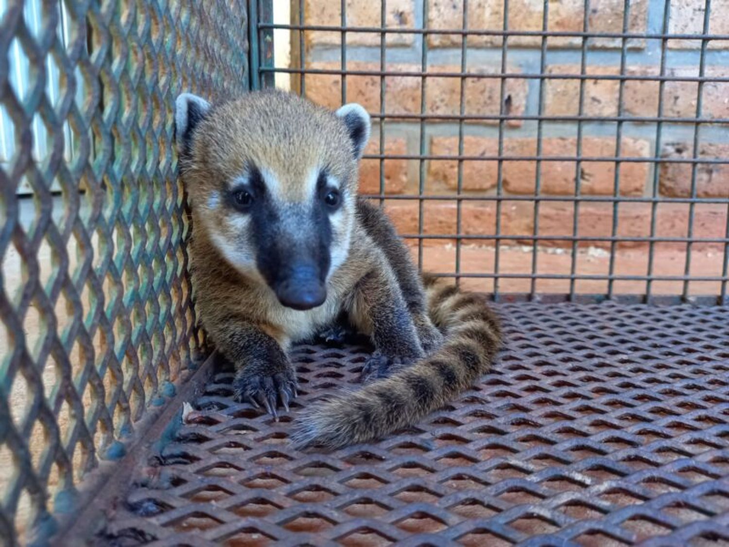 Misiones: Ecología advirtió que aumentó el pedido de rescate de animales silvestres en las zonas urbanas