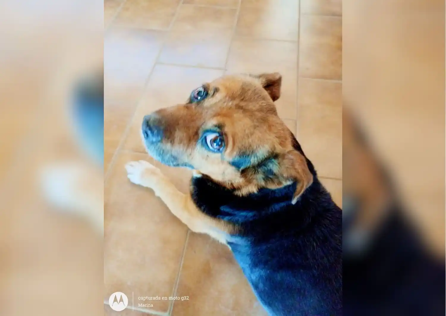 Mataron a Firulais: “la ley de maltrato animal tiene que estar vigente”