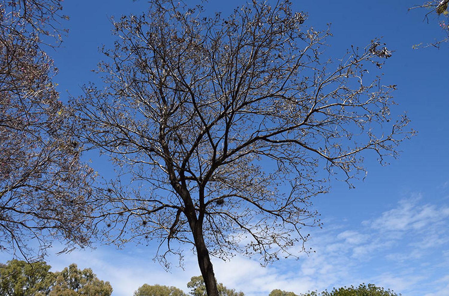 Pasó la «falsa» lluvia y volvió el invierno con un sol a pleno