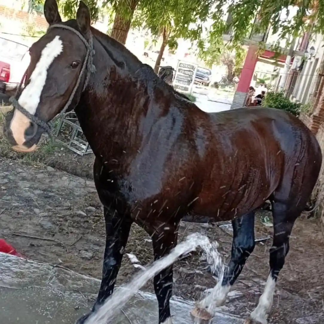 Solucionado: Buscan caballo extraviado