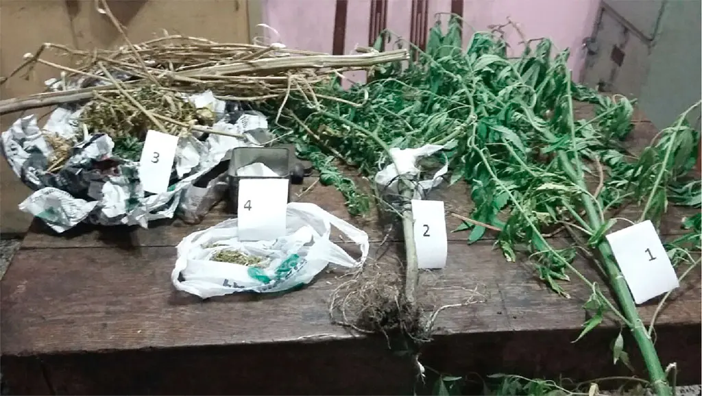Berisso: Fueron por amenazas y se encontraron con dos grandes plantas de marihuana