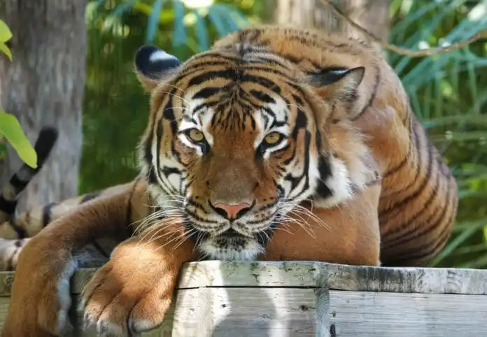 El video fue compartido en Facebook por el Departamento de Policía de Bridgeton, Nueva Jersey.