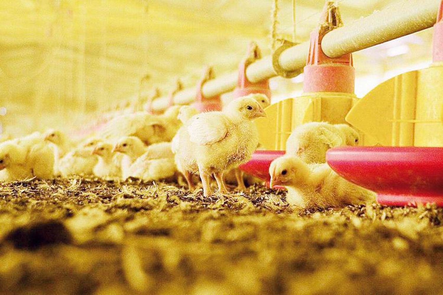 SENASA solicita denunciar cualquier 
sospecha de influenza aviar en Argentina