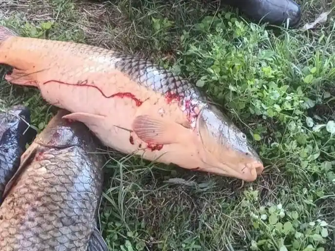 Hallaron peces muertos en un arroyo de Gardey y trabajan para determinar las causas.