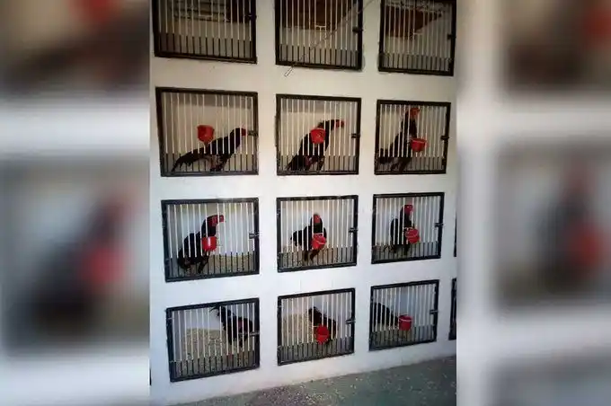 Secuestraron gallos de riña en barrio Santa Rosa de Lima