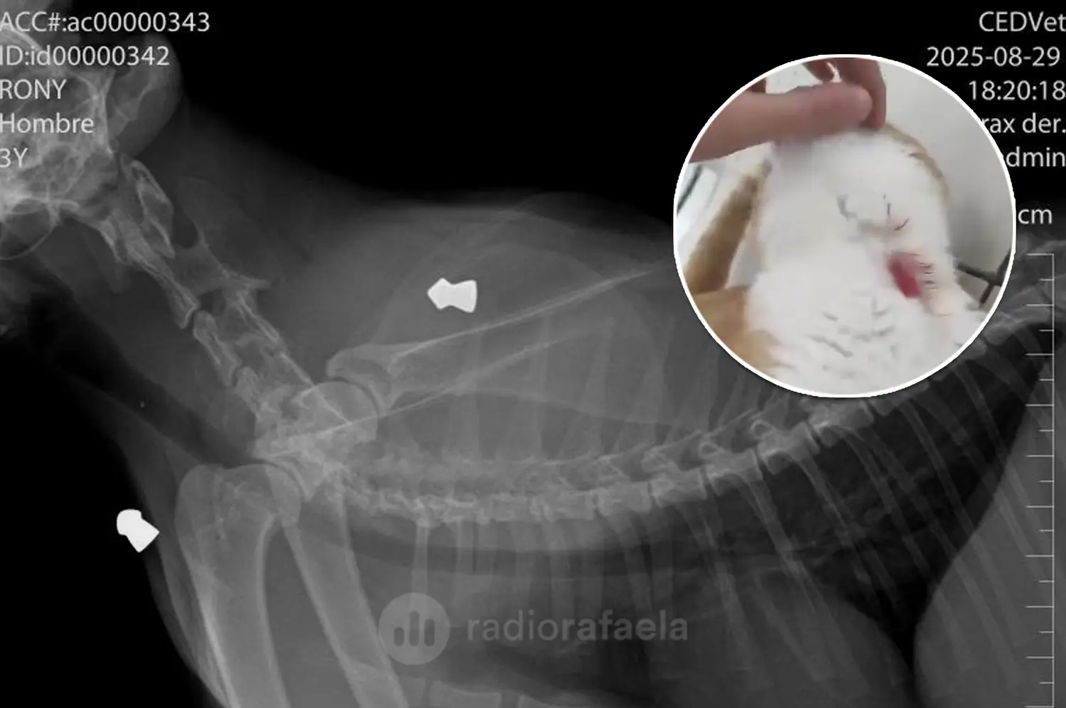Grave: denunciaron nuevos casos de animales heridos por disparos de armas de aire comprimido