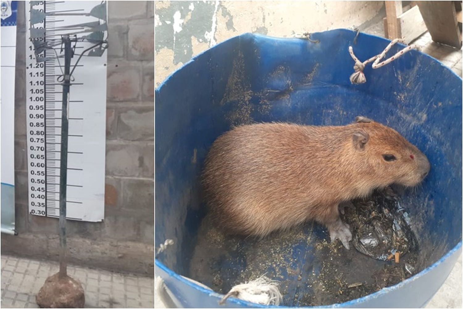 Adolescente robó un carpincho y un cesto de basura y lo detuvieron mientras huía por los techos