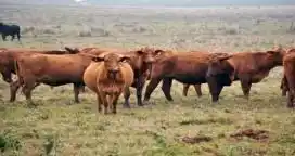 La Argentina podría aumentar hasta 40 % su producción de carne