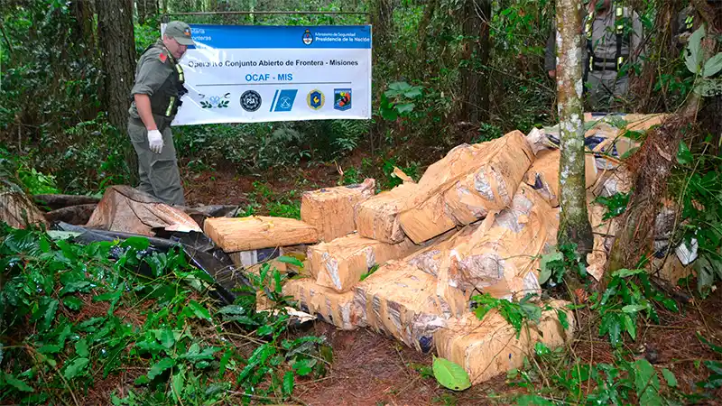 Encontraron 800 kilos de marihuana ocultos en un pinar