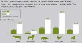 Para la FAO la carne de pollo liderará el consumo