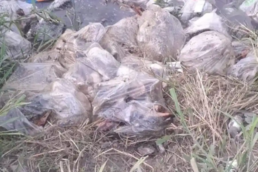 Encontraron 15 bolsas con restos de animales muertos en la ciudad de Santa Fe