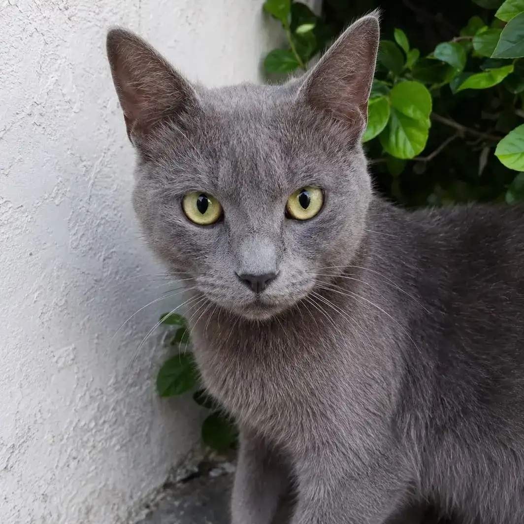 gato