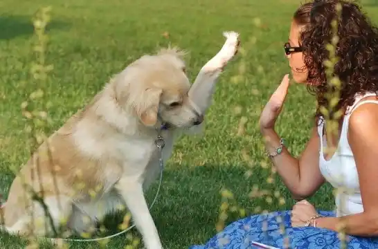 Las mascotas, cada vez más importantes 