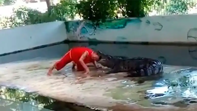 Metió la cabeza dentro de la boca de un cocodrilo y todo acabó mal