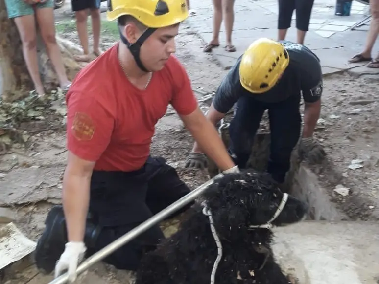 Bomberos rescataron a un perrito que había caído dentro de un "pozo negro" en Rosario
