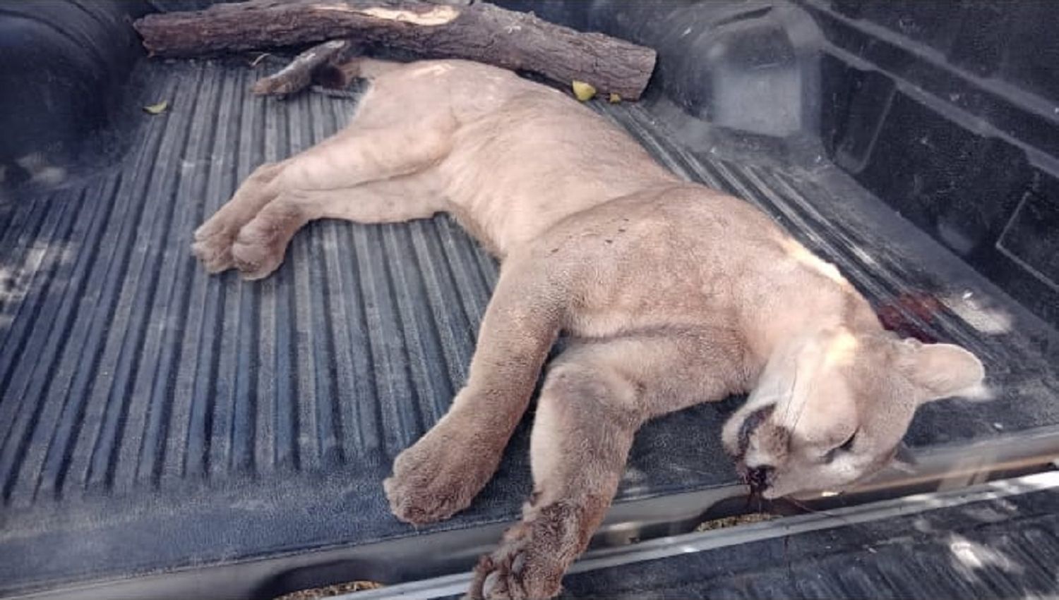 Investigación por caza ilegal de puma en Larroque: intensifican las acciones tras rechazo judicial inicial
